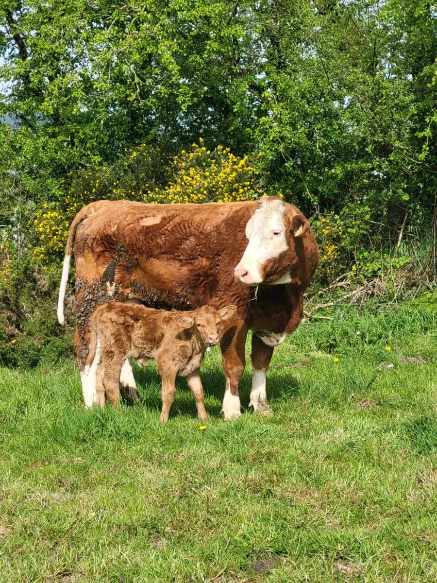 Super First Caved Heifer - Image 3
