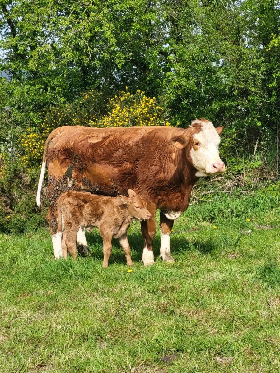 Super First Caved Heifer - Image 4