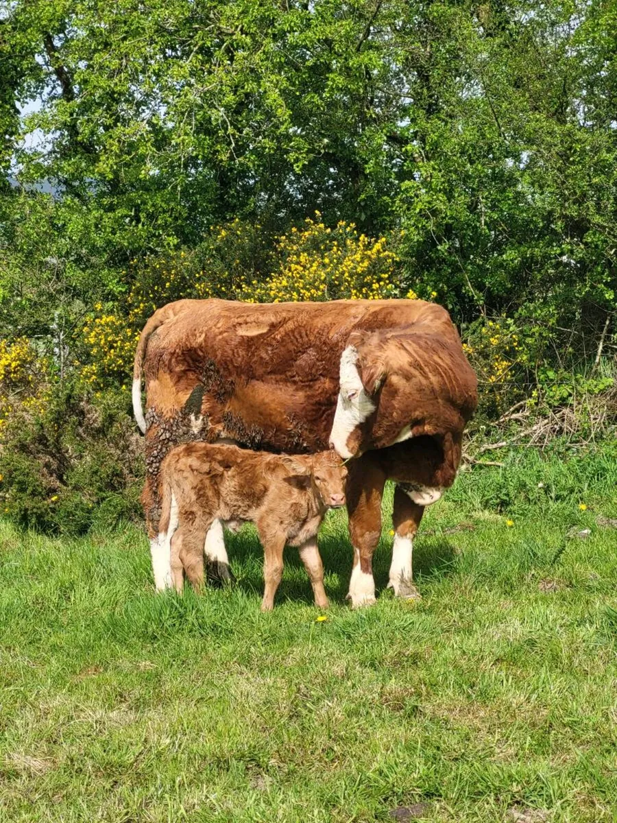 Super First Caved Heifer - Image 2