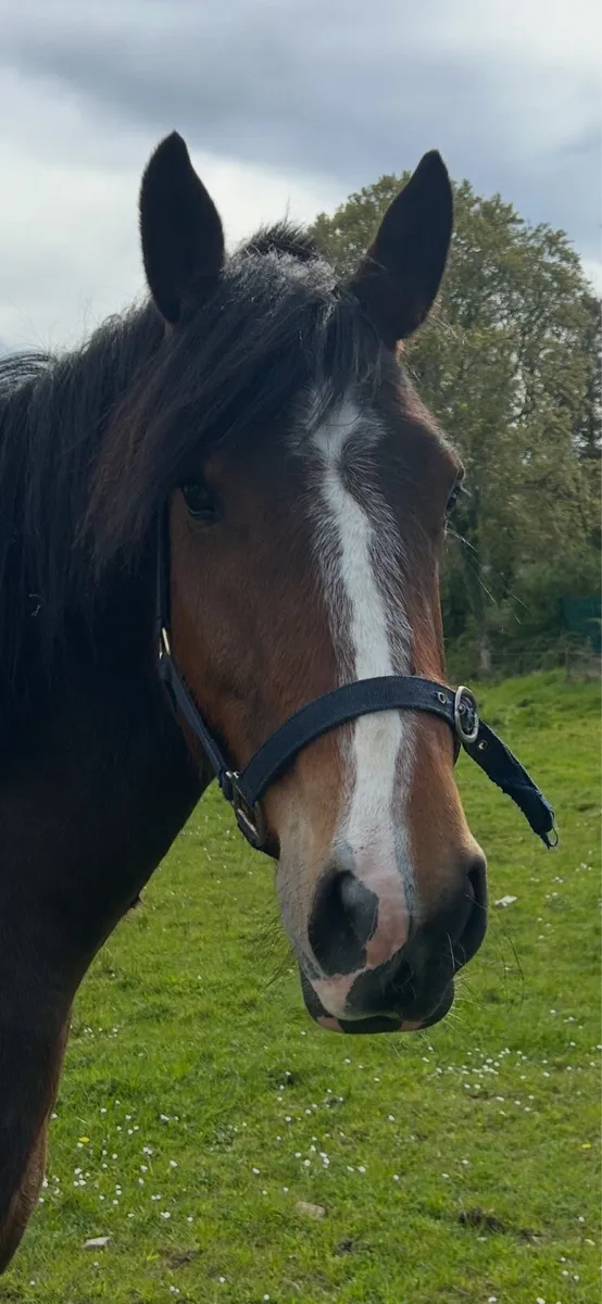 Horse - Image 4
