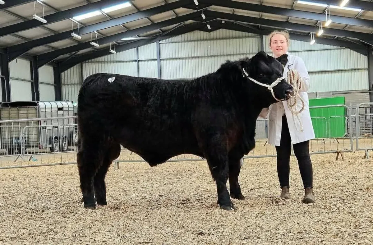 PBR Angus Bull Clooncarne Winner 2 ET - Image 1