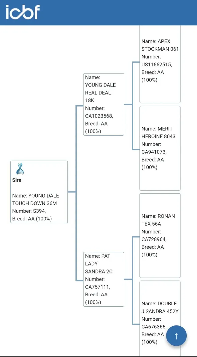 PBR Angus Bull Clooncarne Winner 2 ET - Image 2