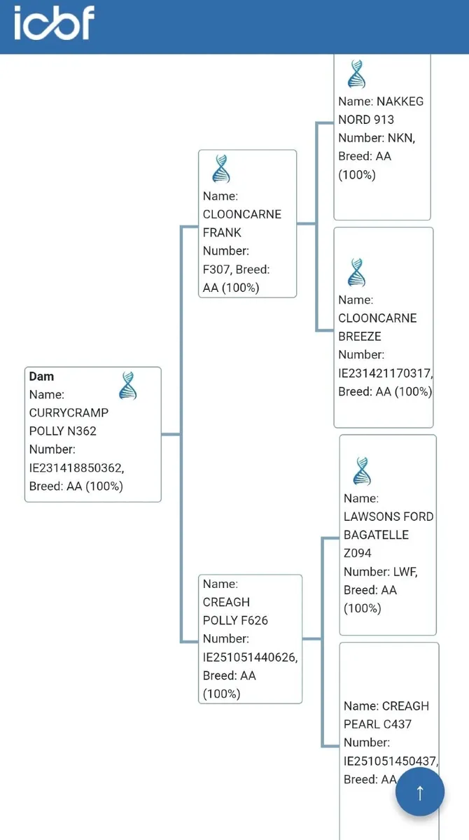 PBR Angus Bull Clooncarne Winner 2 ET - Image 4