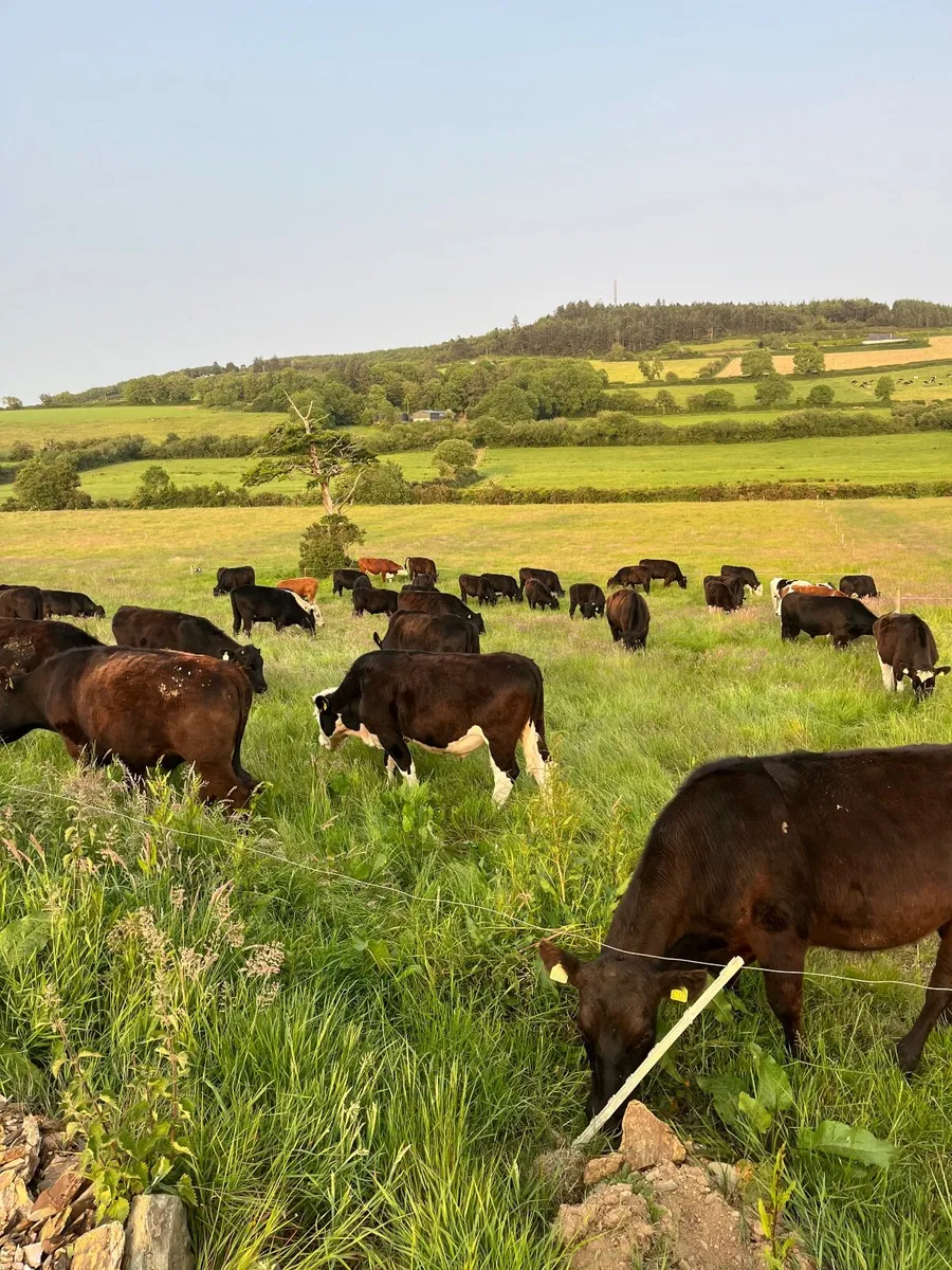 Cattle & sheep grazing - Image 2