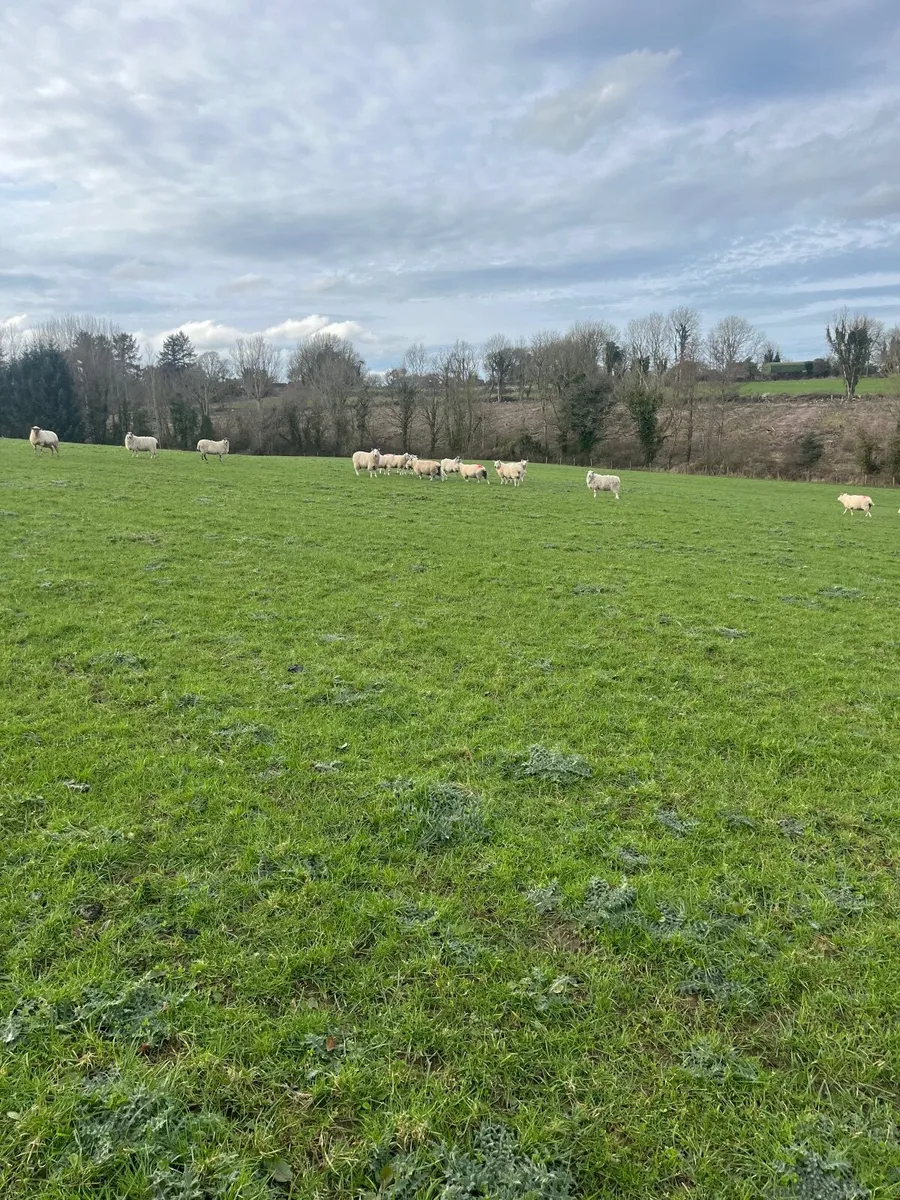 Cattle & sheep grazing - Image 3