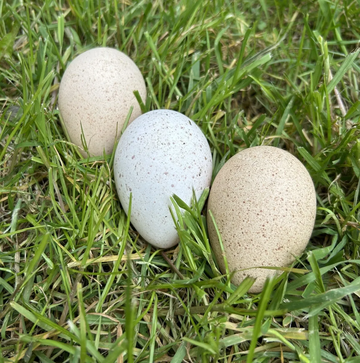 Bourbon red hatching turkey eggs - Image 1