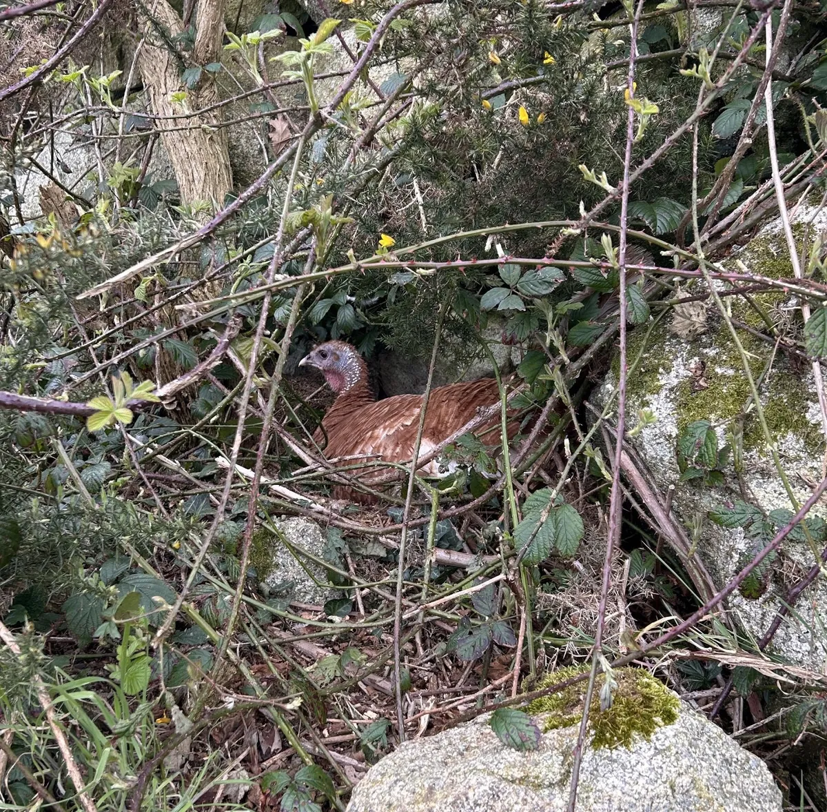 Bourbon red hatching turkey eggs - Image 2
