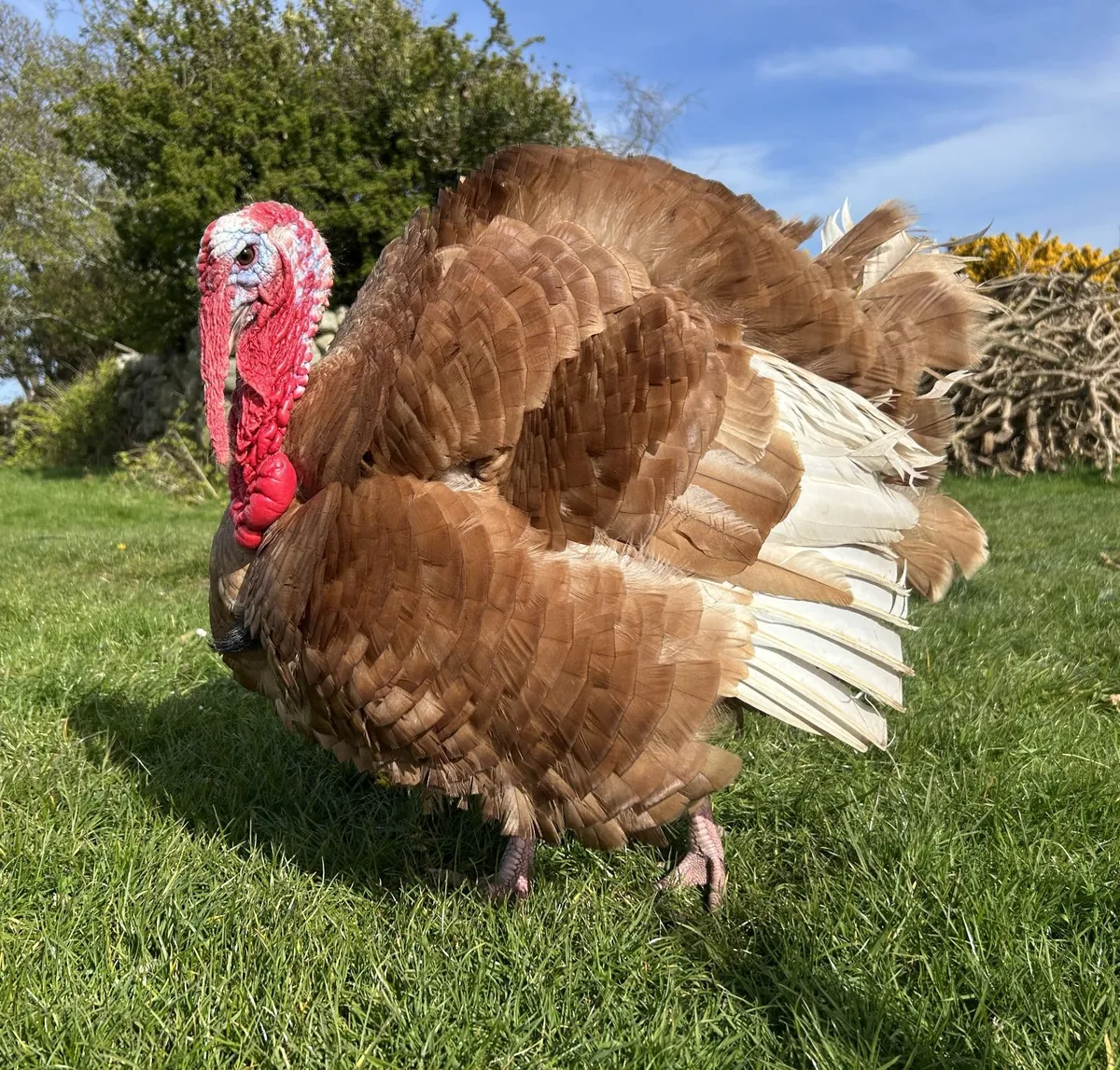 Bourbon red hatching turkey eggs - Image 3