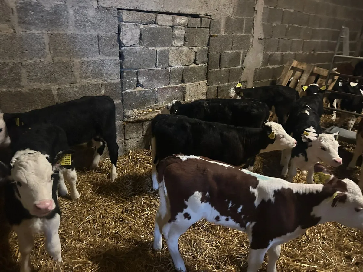 Calves - Image 1