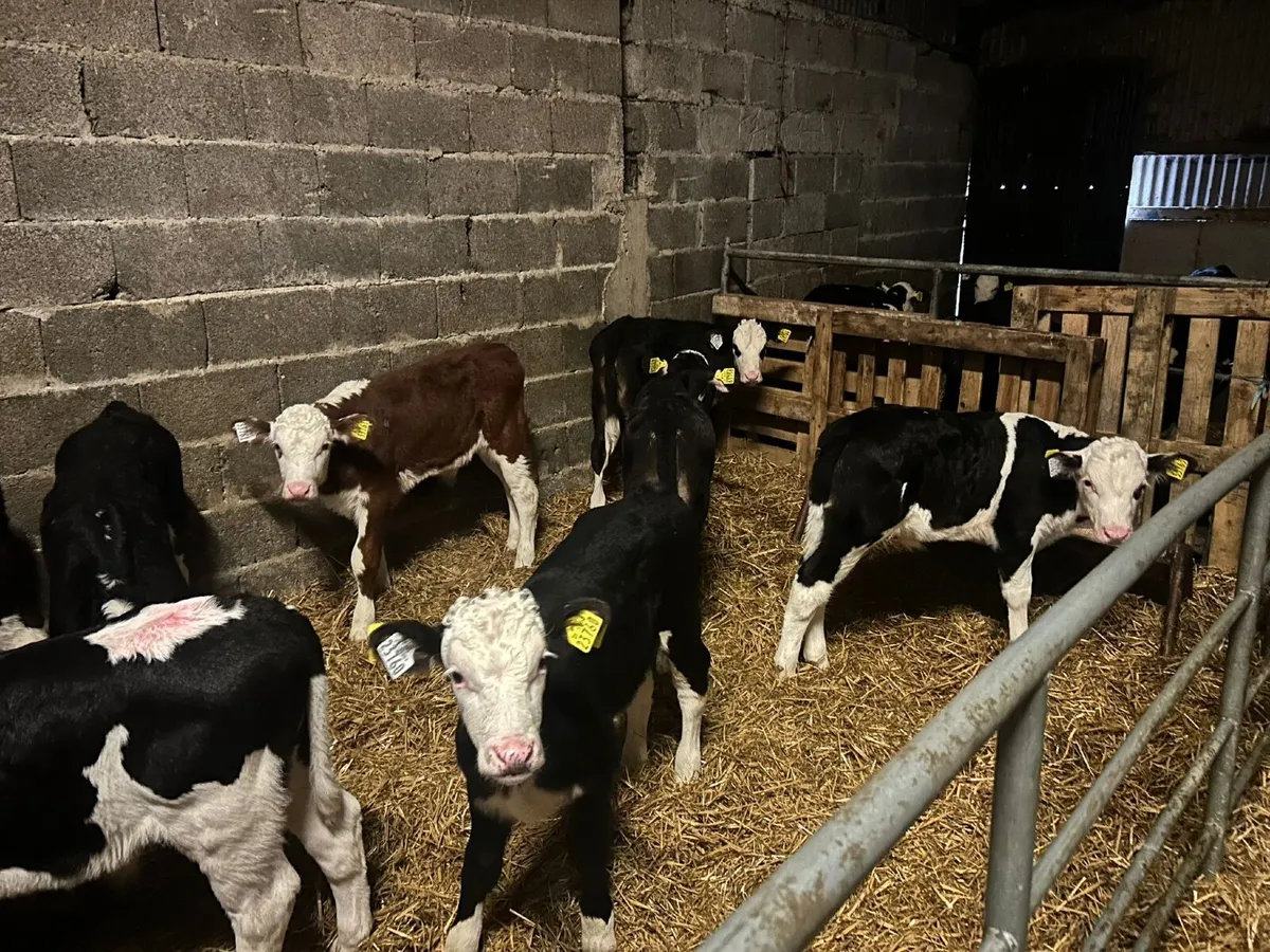 Calves - Image 2