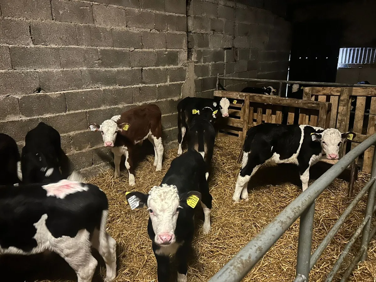 Calves - Image 3