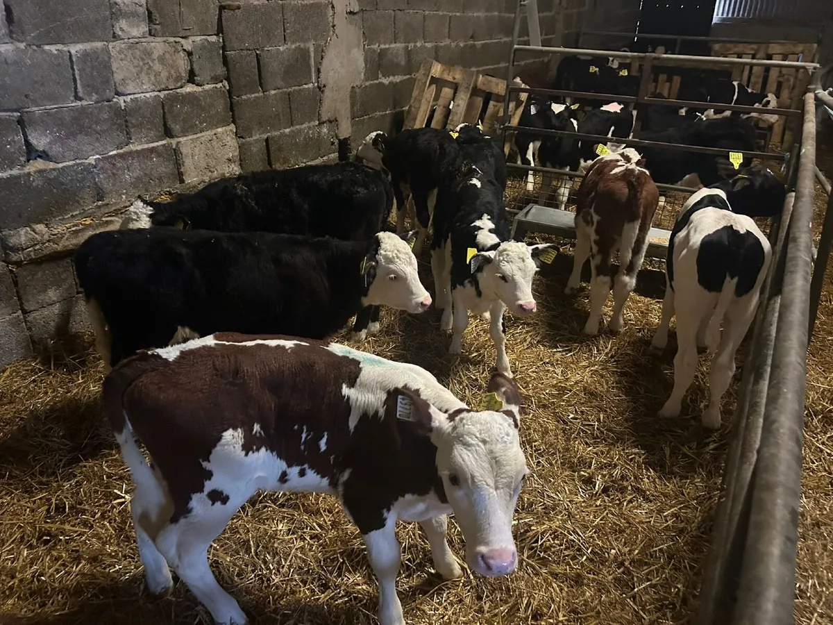 Calves - Image 4