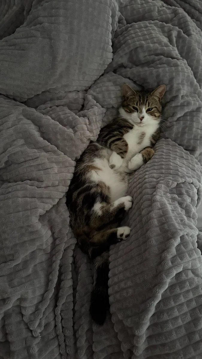 Rehoming 2 male kittens - Image 3