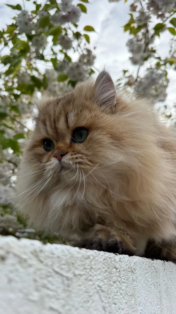 Rehoming 2 male kittens - Image 4