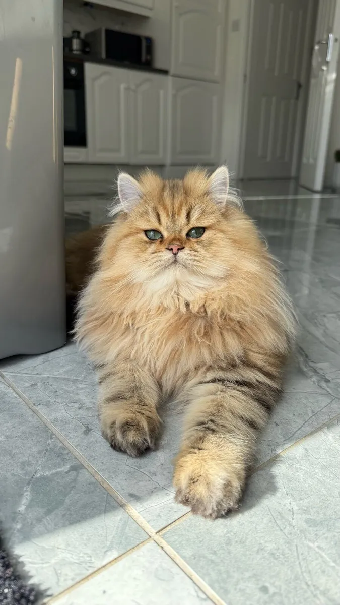 Rehoming 2 male kittens - Image 1