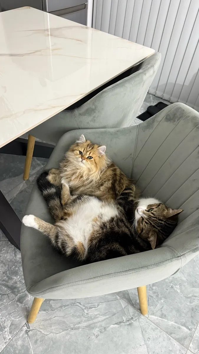 Rehoming 2 male kittens - Image 2