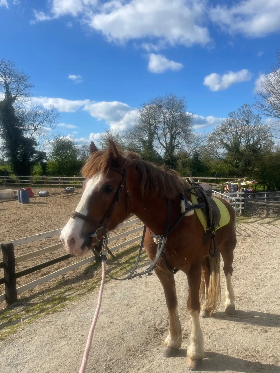 15.2hh 4 year old Welsh cob - Image 2
