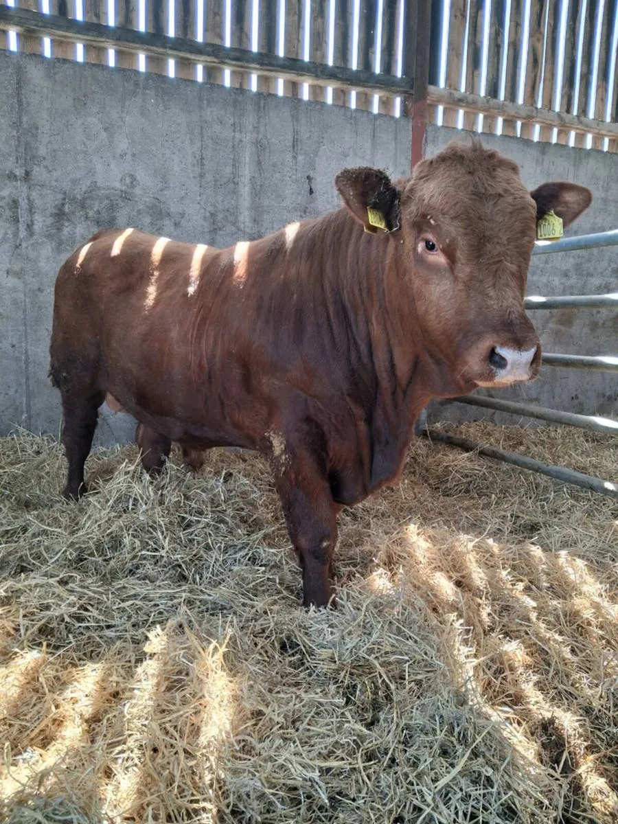 Stabiliser Bull - Image 1