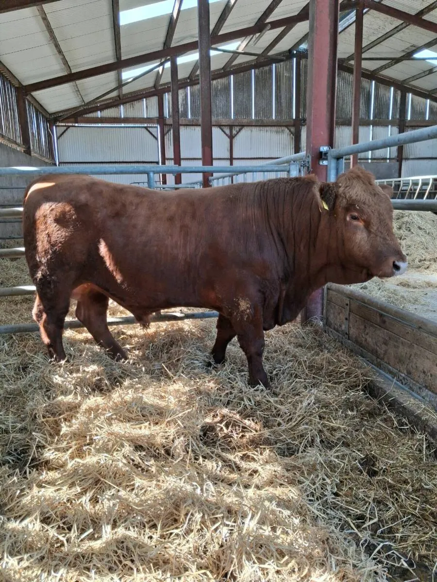 Stabiliser Bull - Image 4