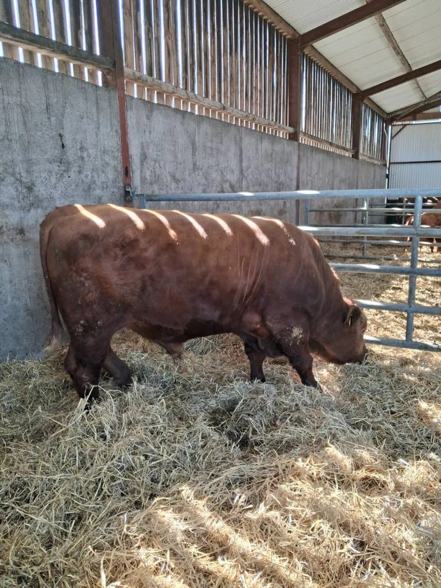 Stabiliser Bull - Image 2
