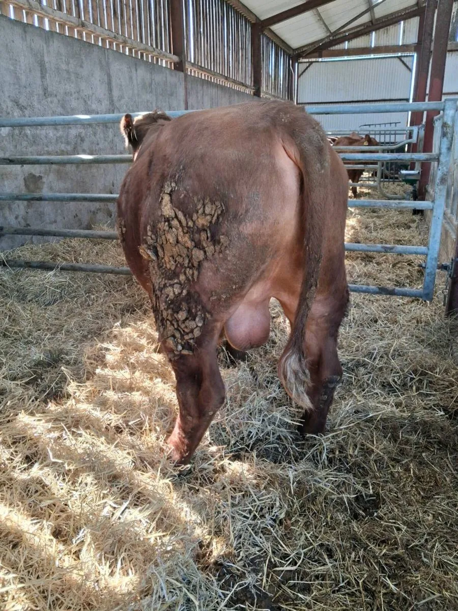 Stabiliser Bull - Image 3