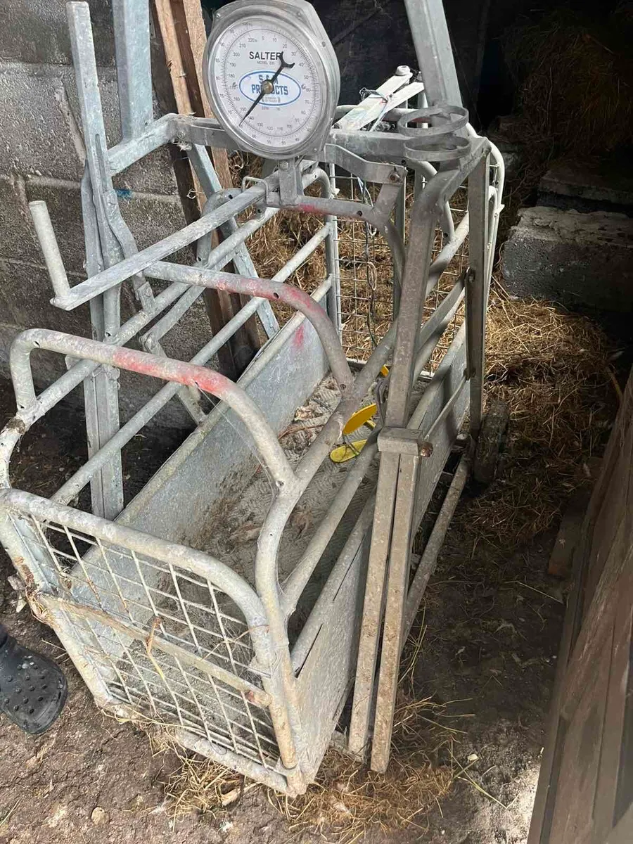 Lamb Weighing Scale - Image 2