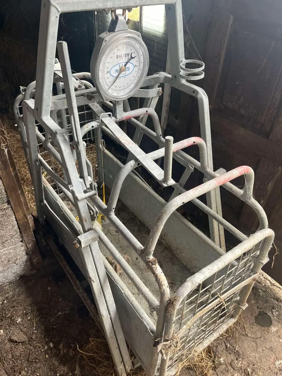 Lamb Weighing Scale - Image 3