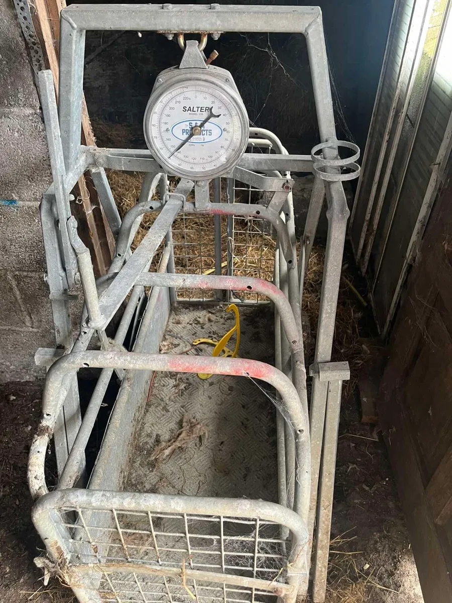 Lamb Weighing Scale - Image 1