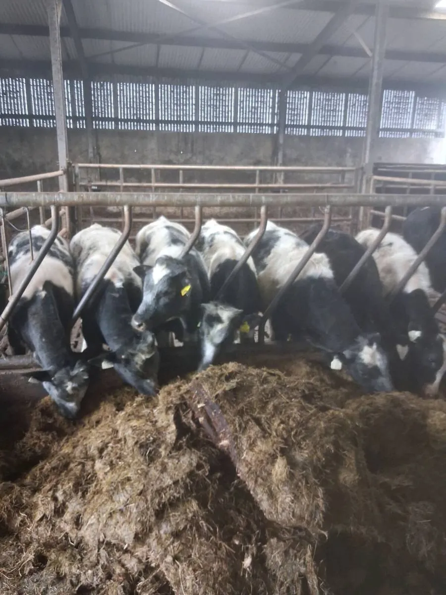 BB bull runners - Image 1