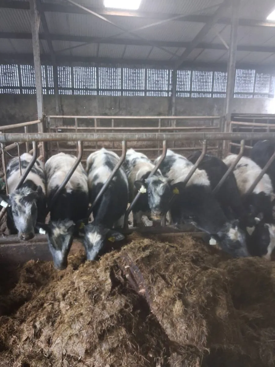 BB bull runners - Image 2