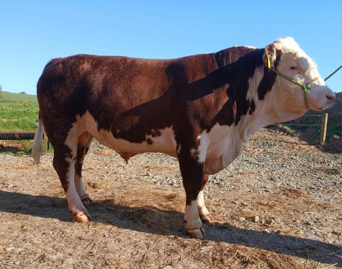 Hereford bull - Image 2