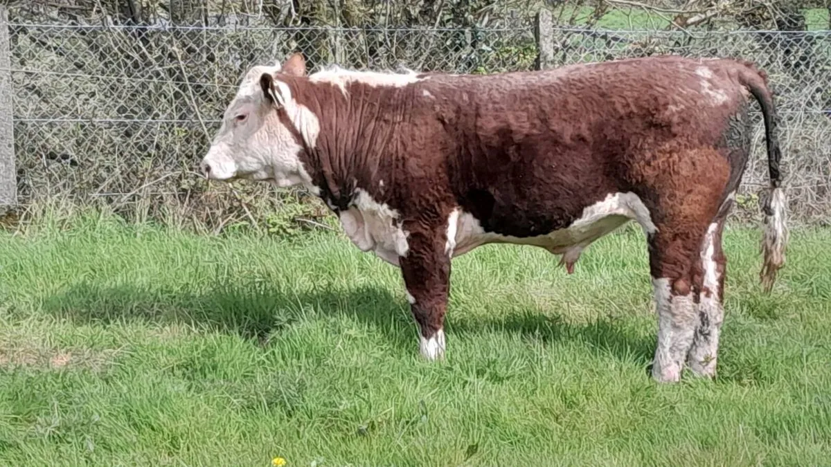 Hereford Bull - Image 2