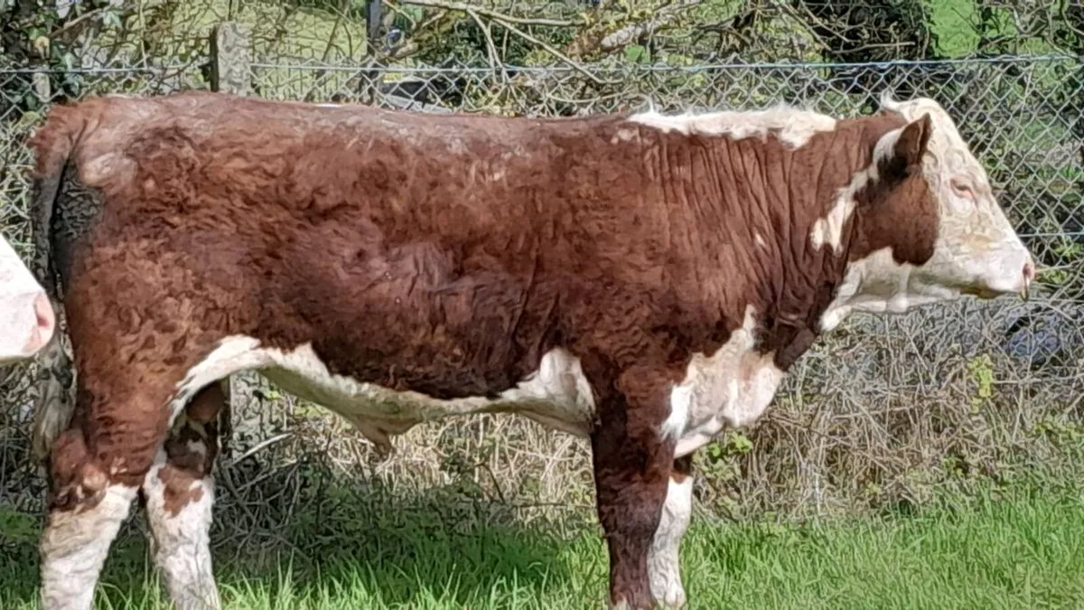 Hereford Bull - Image 3