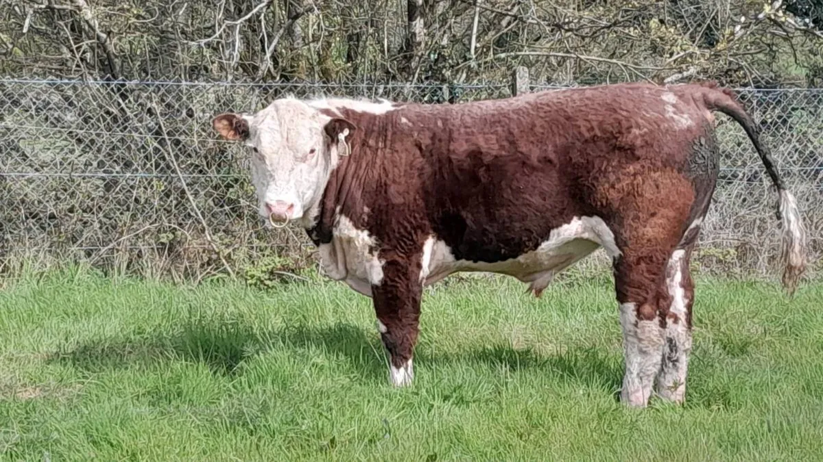 Hereford Bull - Image 1
