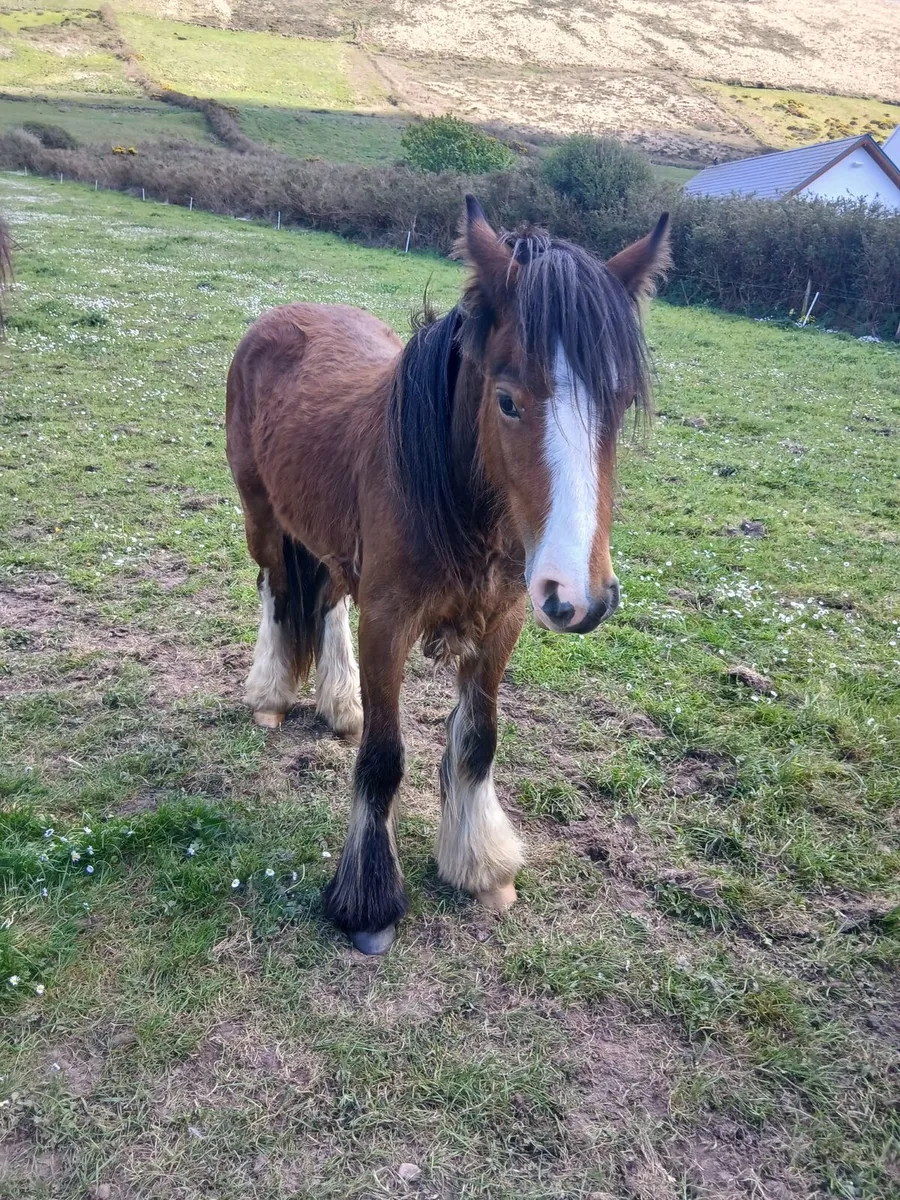 Bay gelding 13hh to make 14.2hh  passported - Image 1