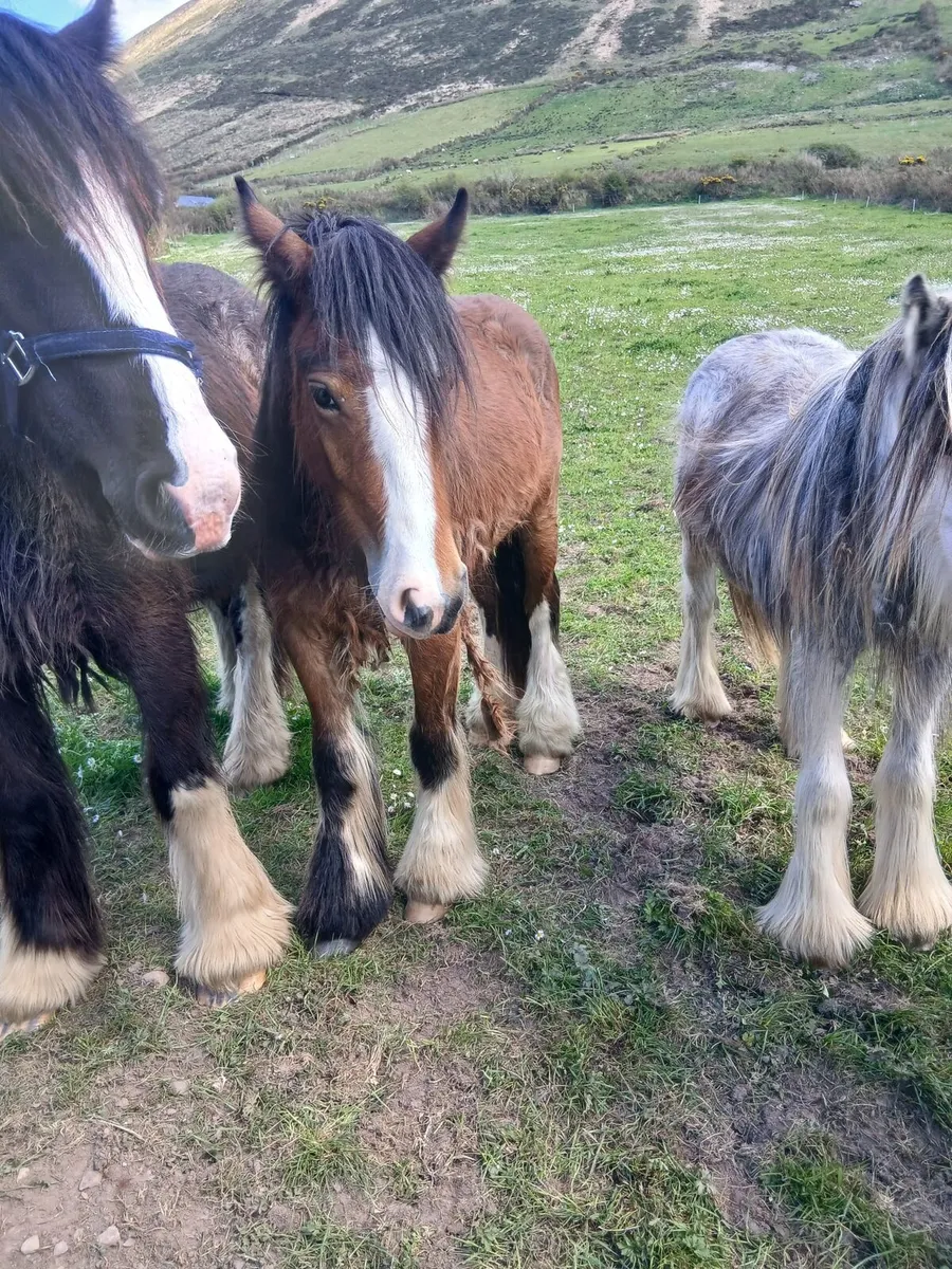 Bay gelding 13hh to make 14.2hh  passported - Image 2