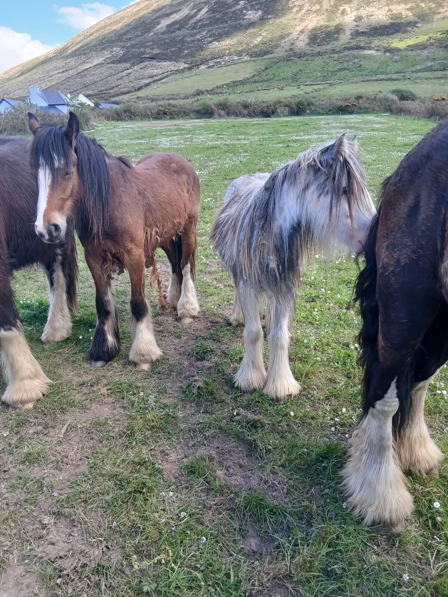 Bay gelding 13hh to make 14.2hh  passported - Image 3