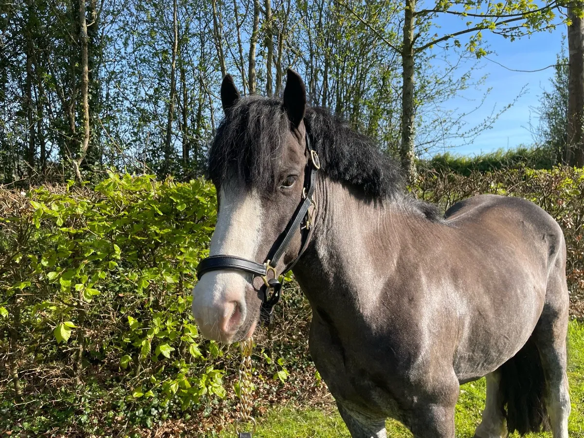 12.2 gelding first/second pony - Image 1