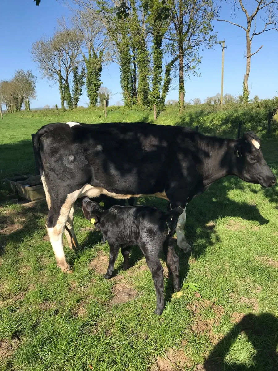 Suckler cow - Image 1