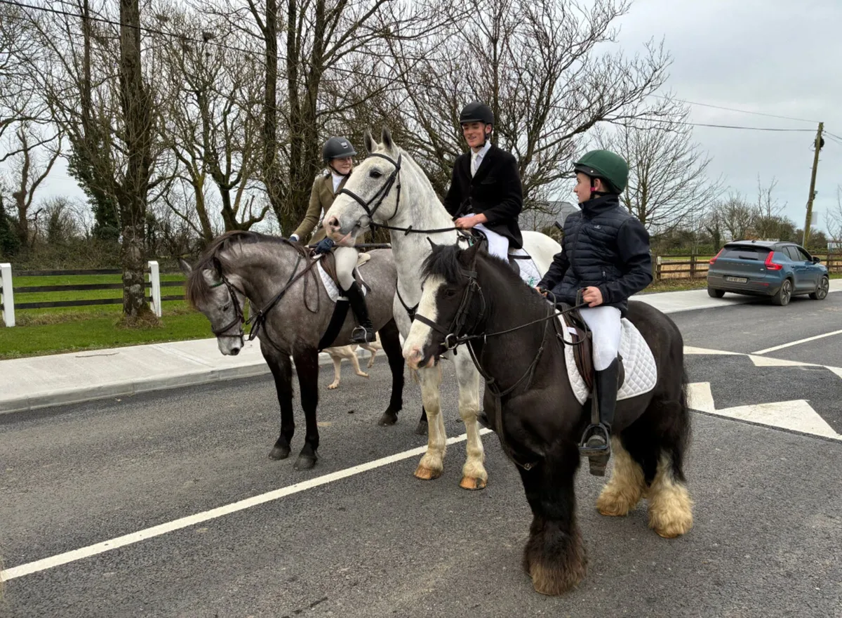12.2 gelding first/second pony - Image 3