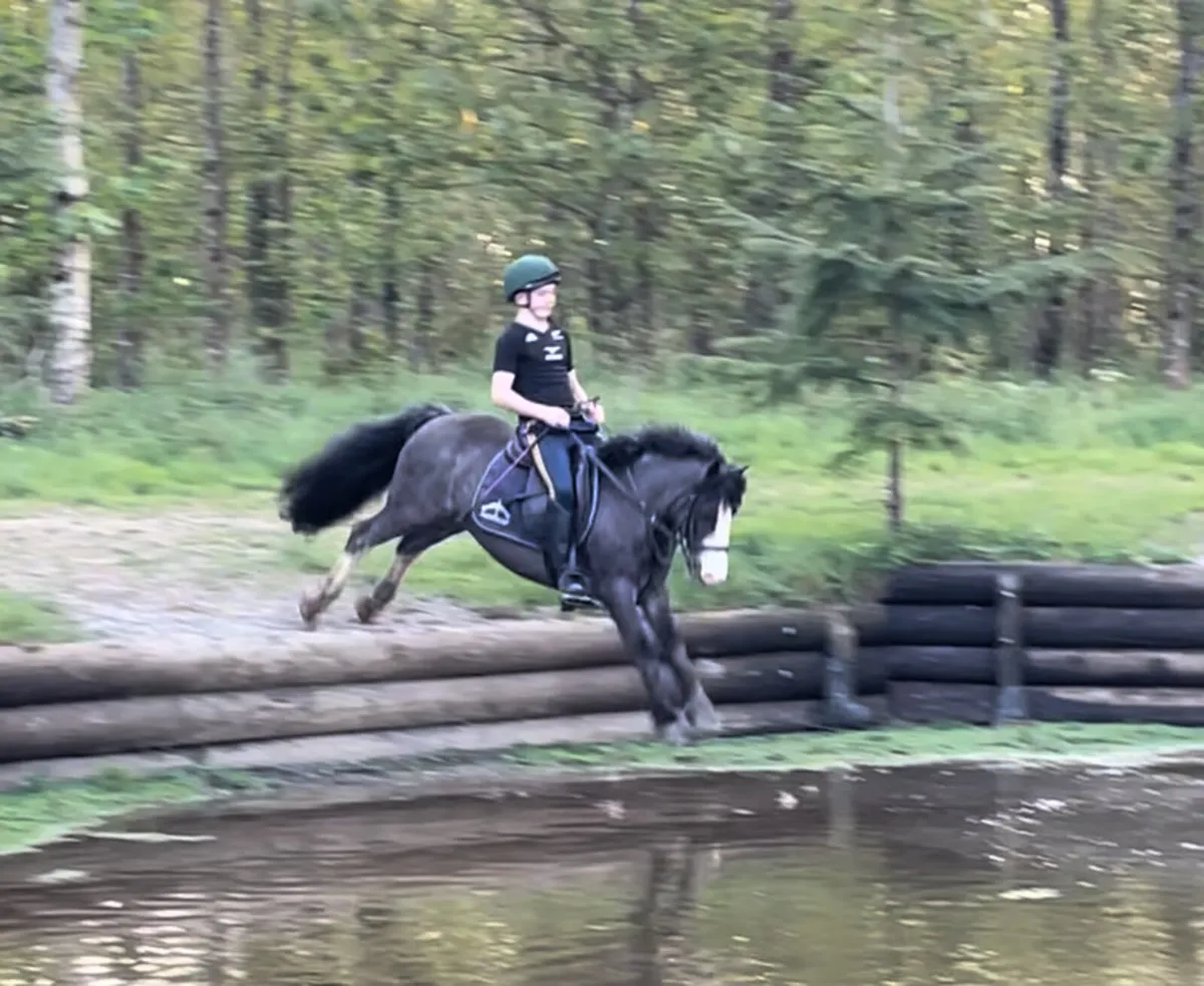 12.2 gelding first/second pony - Image 4