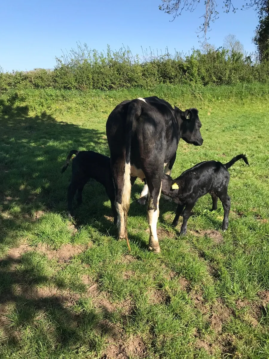 Suckler cow - Image 2
