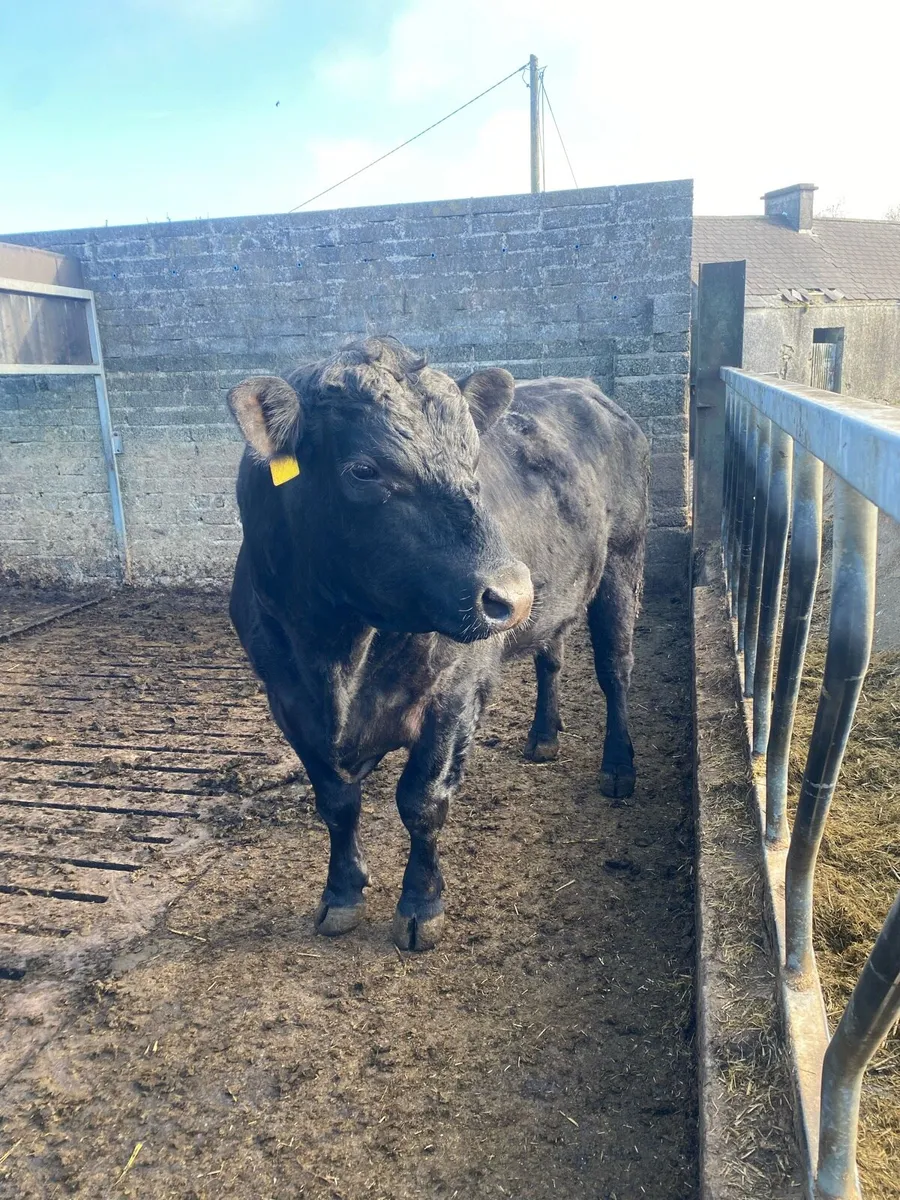 AA Bull - Image 1