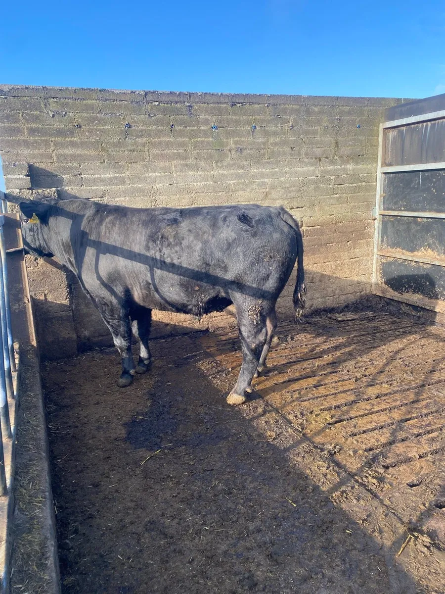AA Bull - Image 2