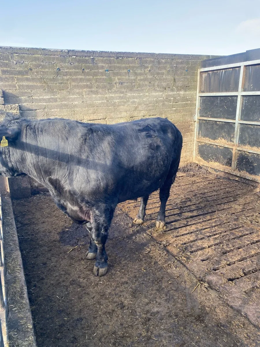 AA Bull - Image 3