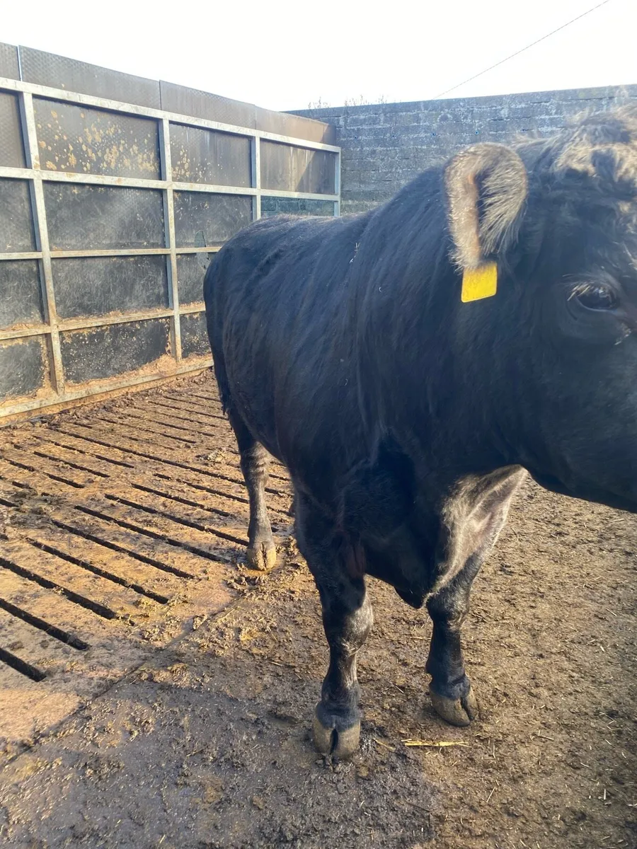 AA Bull - Image 4