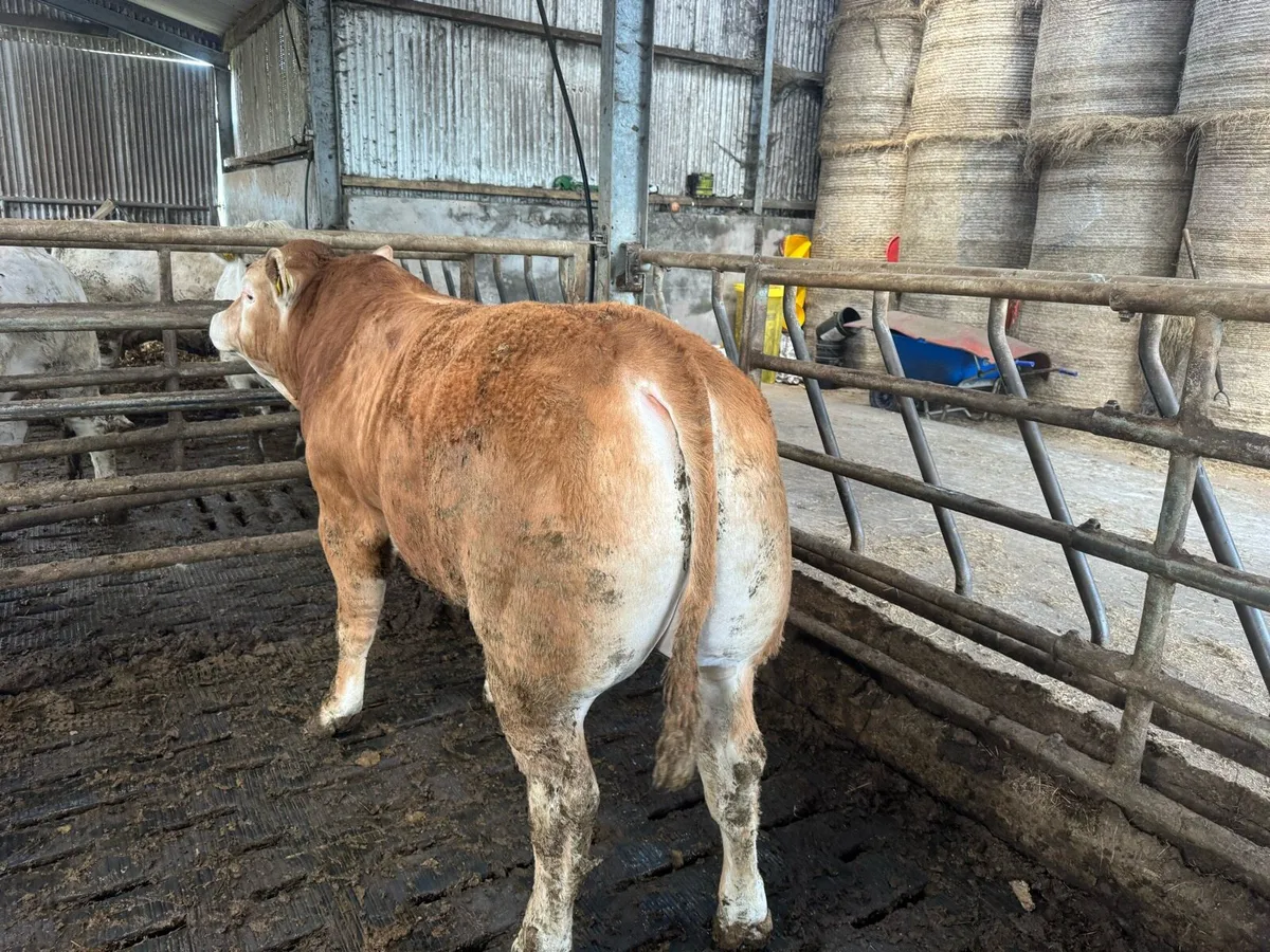 Pedigree Limousin Bull - Image 3