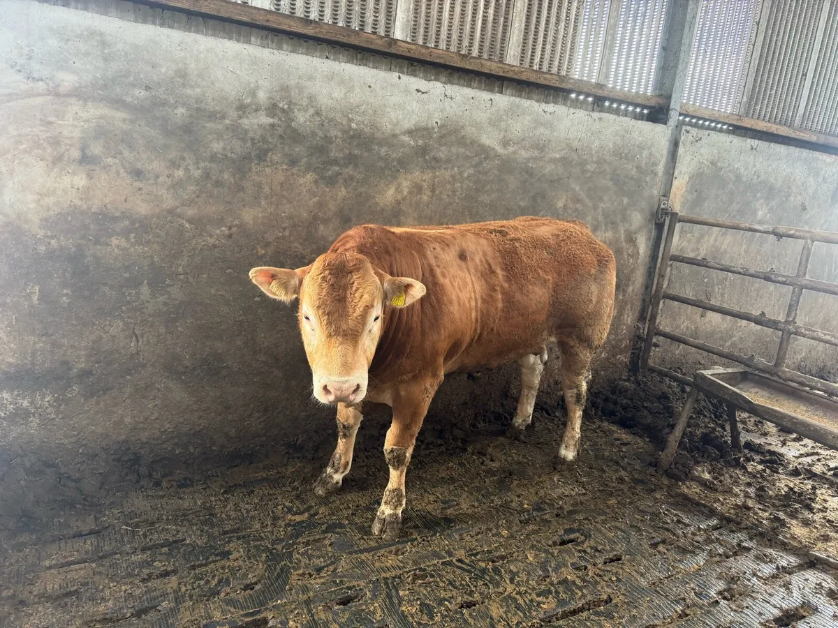 Pedigree Limousin Bull - Image 4