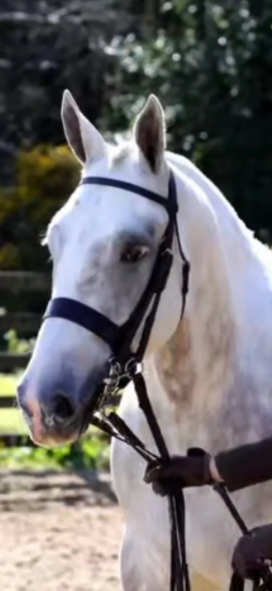 155 LW Cob.  All round horse - Image 1