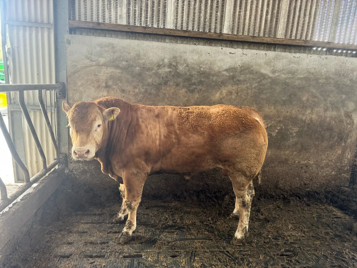 Pedigree Limousin Bull - Image 1